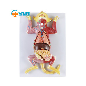 Modelos de torso y <span class=keywords><strong>esqueleto</strong></span>, modelo de gato anatómico, modelo de Anatomía de gato de tamaño real, Entrenamiento Educativo médico, material didáctico - Product Image 1