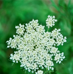 Insen Supply Cnidium Seed Extract 98% Osthole