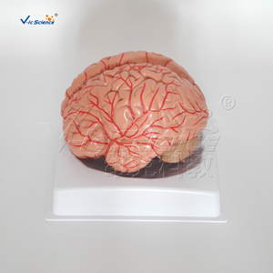 Modello Anatomico di Vene Cerebrali Umane a Grandezza Naturale, 2 Parti, Modello di Testa in Plastica <span class=keywords><strong>per</strong></span> Formazione in Scuole e Ospedali, Vic Science Model - Product Image 5