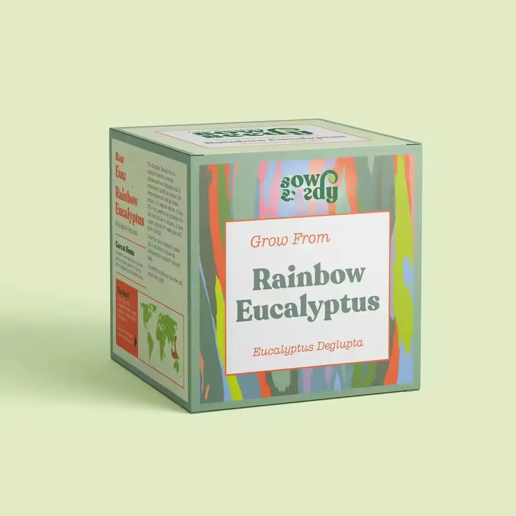 Rainbow Eucalyptus Grow Bonsai Tree Kit Nifsel Mini Bonsai Growing Kit Compl Attrezzi Kit Bonsai Acciaio