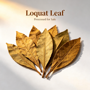Feuille de Loquat (Eriobotryae Folium) – Matière première végétale aromatique pour thé floral, boisson, parfum, encens, savon, extrait botanique - Product Image 1