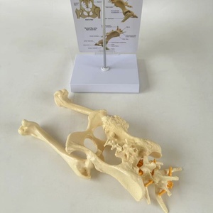 แบบจำลองข้อต่อสะโพกสุนัข โครงกระดูกสุนัข อุปกรณ์การสอนสัตวแพทย์ - Product Image 5