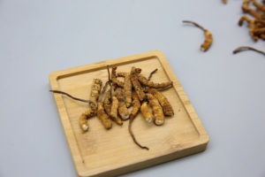 Cordyceps Sinensis Jamur Ulat Cacing Cina Dong Chong Xia Cao Berkualitas Tinggi Alami Utuh Kelas Atas - Product Image 2