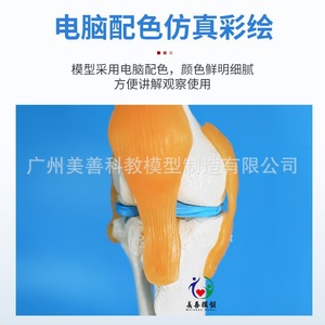Modelo de esqueleto humano de cuerpo completo de 170 cm con estructura anatómica desmontable que incluye músculos, ligamentos, pelvis, yoga. - Product Image 5