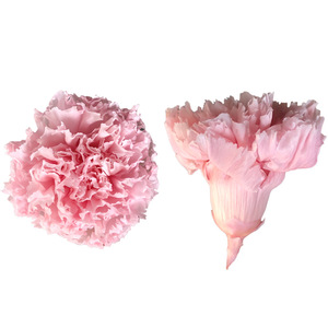 <span class=keywords><strong>Rosas</strong></span> Eternas Preservadas y <span class=keywords><strong>Estabilizadas</strong></span> al por Mayor de ZanTe, Flor de Clavel para el Día de la Madre con Cabeza Grande de 4-5 cm - Product Image 1