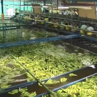 Automatische productielijn bananen schil- en snijmachine voor bananenchips
