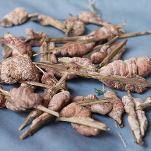 Shiraia bambucola alami murni tumbuh di ranting bambu merah muda seluruh kering jamur Shiraia bambucola untuk dijual - Product Image 6