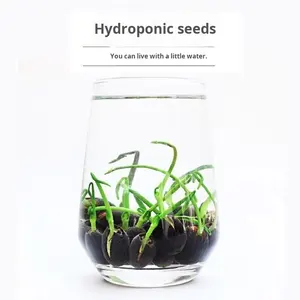 Lotuszaden Voor Indoor Hydrocultuur Waterlelie Teelt Vier Seizoenen Bloeiende Potwater Bloemen Gedroogde Groenten - Product Image 4