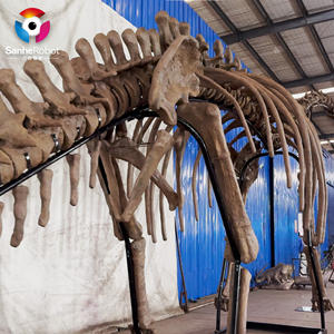 Modèle de squelette de dinosaure fossile grandeur nature, origine ancienne, fossile de dinosaure original - Product Image 4