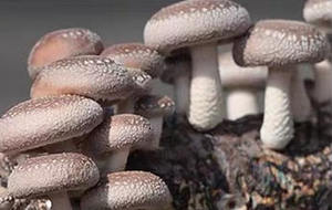 Máquina de aserrín trituradoras de madera multifuncionales maquina para hacer <span class=keywords><strong>aserrin</strong></span> - Product Image 5