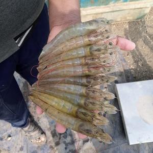 Revestimientos para Granjas de Camarones, Geomembrana de HDPE/LLDPE para Estanques, Diseño Moderno para Exteriores - Product Image 5