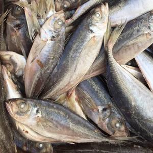 23 ס "מ + קרקע קפואה bqf סיטוני סוס <span class=keywords><strong>mackerel</strong></span>/trachurus rachurus traachurus - Product Image 5