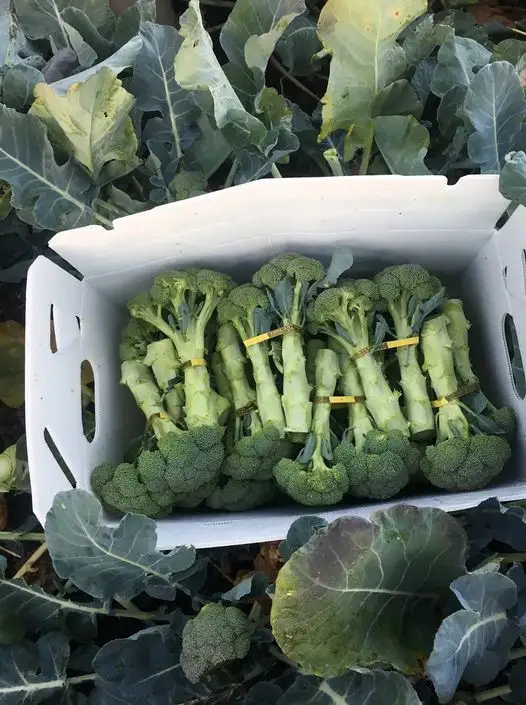 Cajas de plástico personalizadas para verduras y frutas caja de embalaje de cartón corrugado personalizada