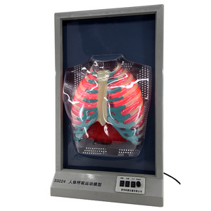 Modèle de mouvement respiratoire humain Qinghua, simulation du mouvement diaphragmatique, modèle cardio-pulmonaire humain, enseignement biomédical - Product Image 4