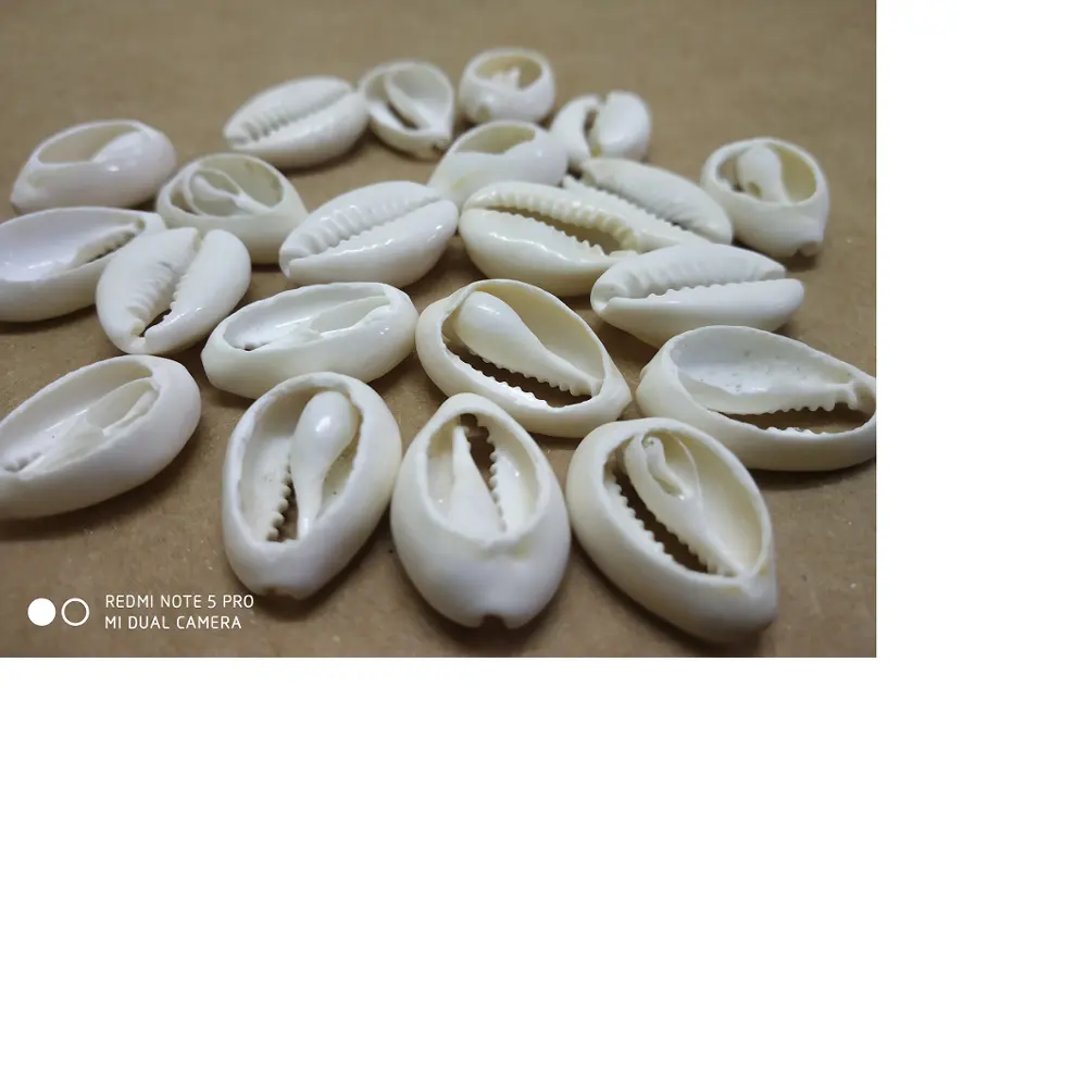 handmade cowrie shell beads with drilled holes for use as necklace pendants