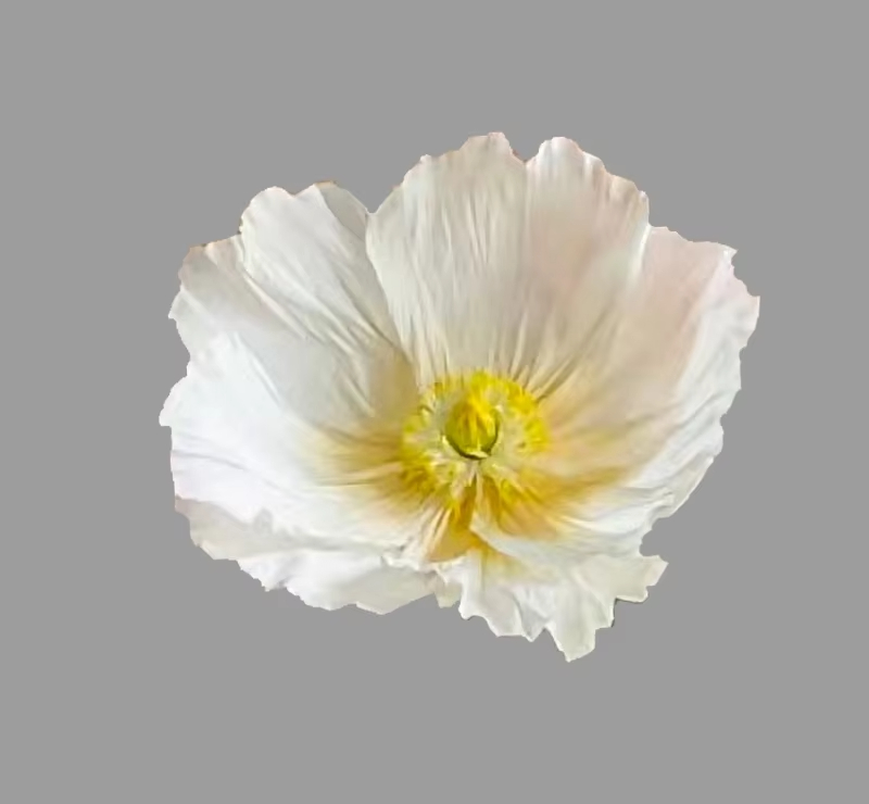 Testa di fiore bianco, 60 cm.