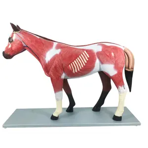 YA/B030 Model Medis Anatomi Kuda Plastik Struktur Otot Kuda dan Model Anatomi Kuda Anatomi Organ Internal