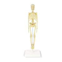 Modelo de Esqueleto Humano Wincent, Miniatura Anatómica con Articulaciones, Ayuda Didáctica para Biología, Regalo Educativo para el Aula