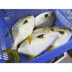 ปลาปอมป์ฟรีต ปลาทองคำแช่แข็ง น้ำหนัก 200-300 กรัม อาหารทะเลสด ขายส่ง - Product Image 4