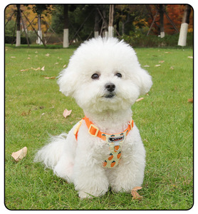 <b>Cartoon</b> Printed Mesh Dog Harness Leash Set Breathable Adjustable No Pull Pet Harness For Small Dogs Custom Logo OEM - Product Image 5