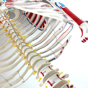 Modelo de sistema digestivo y circulatorio humano ortopédico médico de biología para fisioterapia - Product Image 1