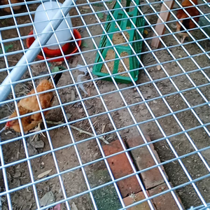 Electro-galvanizing Welded Wire Mesh Panel Plastic-coating Welded Wire <b>Net</b> Sheet Farm Farming <b>Fence</b> Welded Trellis Rolls - Product Image 1