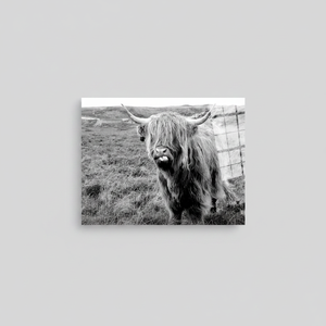 Highland <b>Cow</b> Canvas Art: Scottish Cattle Wall Decor - Printed Canvas,TEMPERED GLASS ART - Product Image 2
