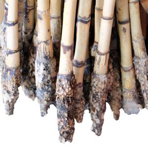 Singapour meilleur prix 18/23mm 24/29mm 30mm bambou naturel Manau canne matériel meubles artisanat produits agricoles - Product Image 4