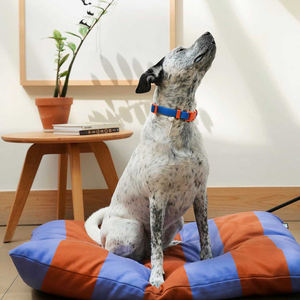 Sunraymascota Katı Makaron Özel Tasarım Lüks Su Geçirmez PVC Köpek Tasması ve Tasma Seti Eğitim ve Yürüyüş İçin - Product Image 5