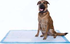 2024 מכירה חמה סופר סופג אספקה יבשה מהירה לחיות מחמד כלבים פיפי רפידות אימון עבור כרית גור - Product Image 3