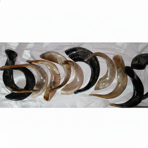 Cuerno de Shofar de Ram (cabra) acabado, natural, indio, de animal crudo, para el Año Nuevo Judío, cuerno para tocar, arte coleccionable - Product Image 1