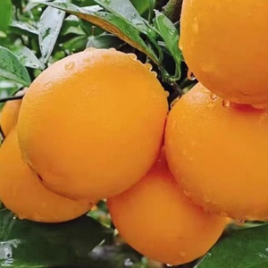 Ycoyco 1kg Mandarine Lyophilisée "<span class=keywords><strong>Fruits</strong></span> Lyophilisés" <span class=keywords><strong>Fruits</strong></span> Croustillants Lyophilisés Sans Sucre - Product Image 5