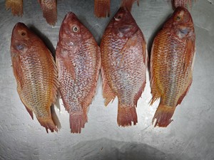 <span class=keywords><strong>ปลา</strong></span>นิลแช่แข็งขายส่ง <span class=keywords><strong>ปลา</strong></span>นิลแดง <span class=keywords><strong>ปลา</strong></span>นิลโรจา <span class=keywords><strong>ปลา</strong></span>ทิลาเปียรูจ <span class=keywords><strong>ปลา</strong></span>แช่แข็งสำหรับส่งออก - Product Image 4