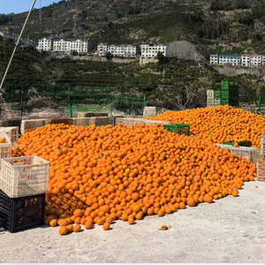 Naranjas Navel Frescas y Dulces, Jugosas, <span class=keywords><strong>Precio</strong></span> al por Mayor, Productos Agrícolas Frescos, Proveedor <span class=keywords><strong>de</strong></span> Cajas <span class=keywords><strong>de</strong></span> 15 kg - Product Image 5