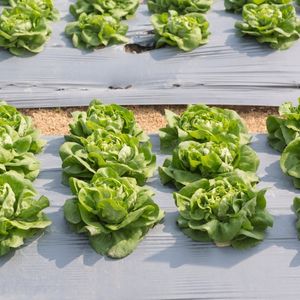 Película de Polietileno para Mulching Agrícola de Alta Calidad, Venta al por Mayor de Fábrica |   Rollo de Plástico Resistente a los Rayos UV para Cultivo de Vegetales - Product Image 5