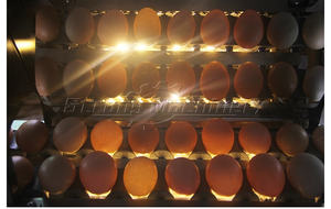 Industrial Stainless Steel Factory Direct Sell <b>Egg</b> Weight Sorting Grading Machine - Product Image 5