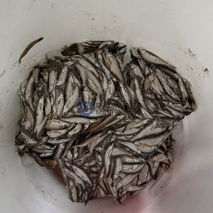 Línea de Producción Automática de Pescado Frito, Máquina para Freír Pescado Pequeño, Línea de Freír Pescado Continua - Product Image 2