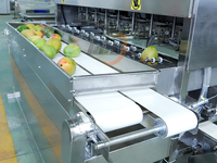 Machine à peler et à trancher les mangues en acier inoxydable 304 de 500 kg/h, éplucheur et râpeur de citrons professionnel, certifié CE ISO