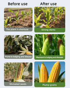 Plant-Based Water Soluble Liquid <strong>Fertilizer</strong> Humic Acid (Humate) 100% Purity Quick Release Rapid Rooting Enhanced Growth <strong>Maize</strong> - Product Image 4