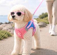 Harnais de poitrine pour chien au design tendance, en maille respirante, avec laisse, pour chats, chiens, Bichon Frisé, Schnauzer