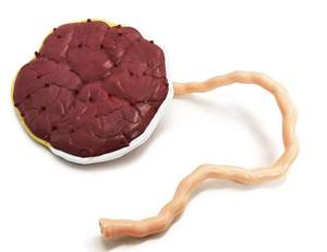 แบบจำลองรกและสายสะดือคุณภาพสูงขนาดเท่าของจริง แสดงรูปแบบรก สายสะดือ ฯลฯ พร้อมสายสะดือสำหรับการพยาบาล - Product Image 5