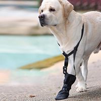 Protège-pattes pour chien avec sangle de cou et bretelles, imperméable, antidérapant, résistant à l'usure, pour la récupération