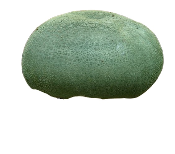 Съедобные грибы, дикие и Натуральные Сушеные русулы virescens