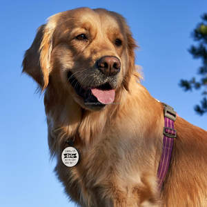 PawView Collar para Perro con Soporte para AirTag al por Mayor Personalizado Placa de Identificación Inteligente de Silicona con NFC y Código QR para Mascotas - Product Image 3