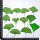 Kit Didattico con Foglie di Ginkgo Biloba Essiccate per Bambini, Attività di Artigianato Naturale, Inserimento in Resina e Raccolta di Esemplari