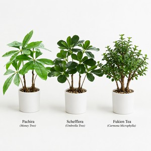Mini Planta Artificial de Pachira Aquatica en Maceta, Árbol del <span class=keywords><strong>Dinero</strong></span> Verde Realista con Maceta Blanca para Decoración de Oficina, Hogar y Mesa, Venta al por Mayor - Product Image 5
