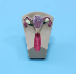 Modelo Anatómico de Anticonceptivo Intrauterino de Alta Calidad Marca Yulin, Modelo Dental Avanzado de PVC, Color Piel, Certificado ISO, YL-03047 - Product Image 5
