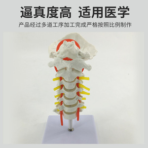 Modèle de colonne cervicale humaine avec artère carotide, nerfs, os occipital, disque intervertébral, modèle de colonne cervicale, colonne vertébrale - Product Image 4