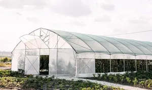 Single Span Agricultural Greenhouse Cheap Durable Hydroponic Growing Galvanized Frame Tunnel Plastic Film Greenhouse