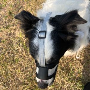 Muselière pour chien PETBUDDY, réglable, respirante, en plastique, taille moyenne, style simple, fermeture à boucle pour chiens - Product Image 6